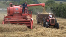 Massey 400 harvesting organic winter barley