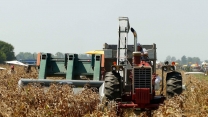 Corn Picking Tractors Demos at Half Century of Progress Show 2023 